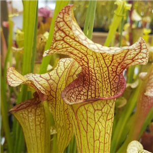 Sarracenia Hybrid H 125 X Mitcheliana  'God's Gift'